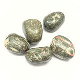Jaspis snäckskalsfossil