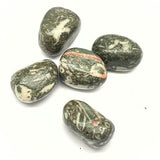 Jaspis snäckskalsfossil