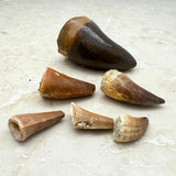 Fossil, Mosusaurus dinosaur tooth