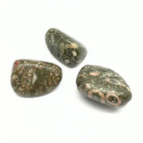 Jaspis snäckskalsfossil