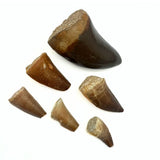 Fossil, Mosusaurus dinosaur tooth