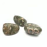 Jaspis snäckskalsfossil