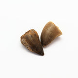 Fossil, Mosusaurus dinosaur tooth