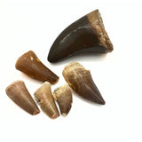 Fossil, Mosusaurus dinosaur tooth