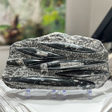 Ortoceratit, fossil stor sten