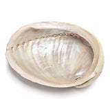 Abalone snäckskal