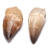 Fossil, Mosusaurus dinosaur tooth