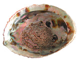Paua shell