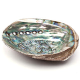 Paua shell