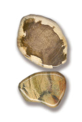 Förstenat trä trumlad sten